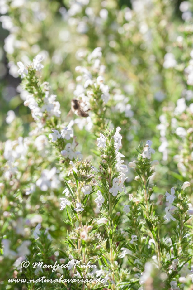 Bohnenkraut (Winter-)_0005