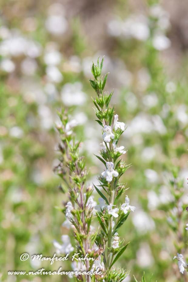 Bohnenkraut (Winter)_0001