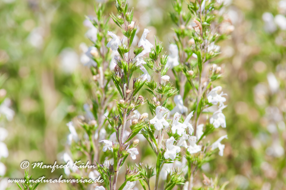 Bohnenkraut (Winter)_0002