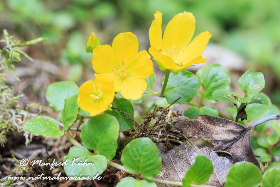 Gilbweiderich (Pfenningkraut-)_0002