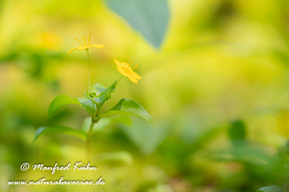 Gilbweiderich (Pfenningkraut-)_0005