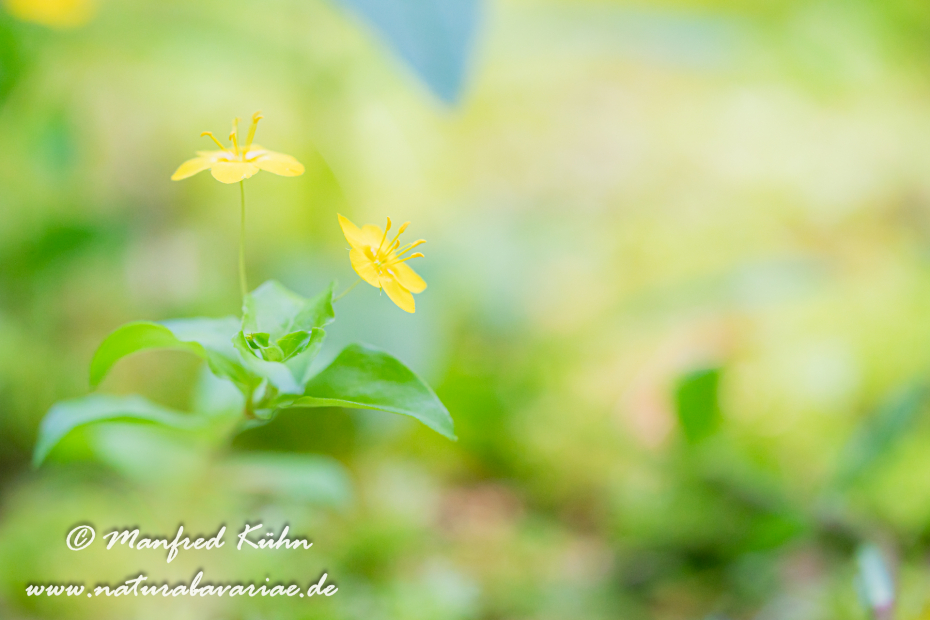 Gilbweiderich (Pfenningkraut-)_0006