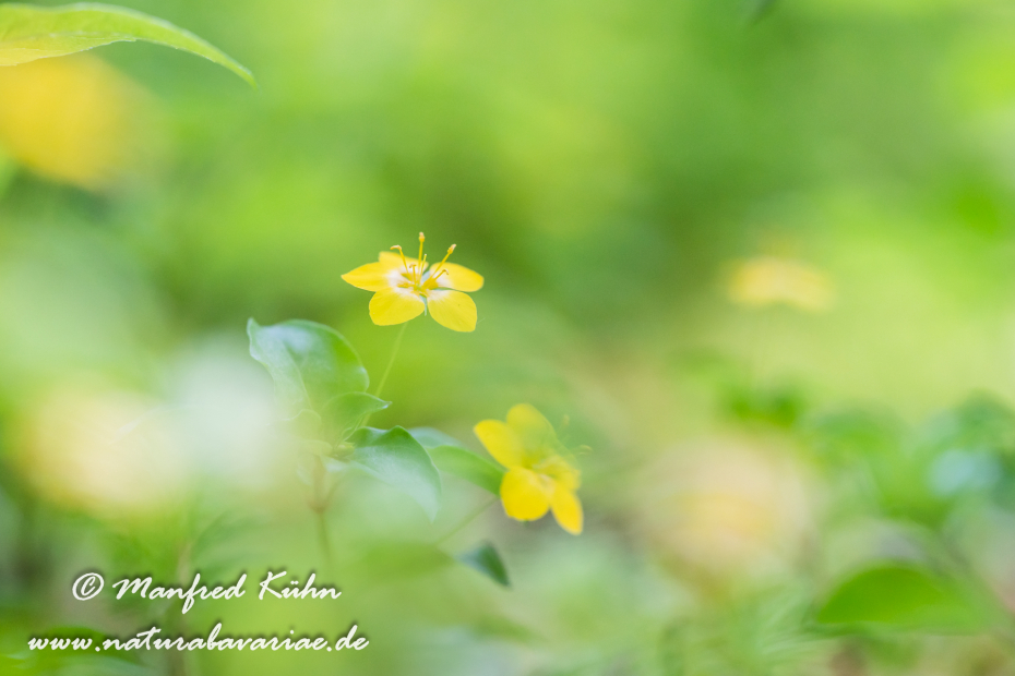 Gilbweiderich (Pfenningkraut-)_0009