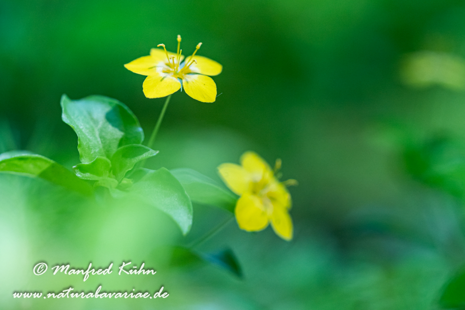 Gilbweiderich (Pfenningkraut-)_0011