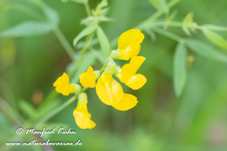 Platterbse (Wiesen-)_0006