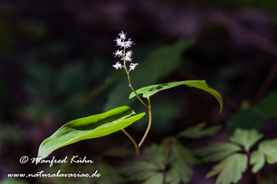 Schattenblume (Zweiblättrige)_0002