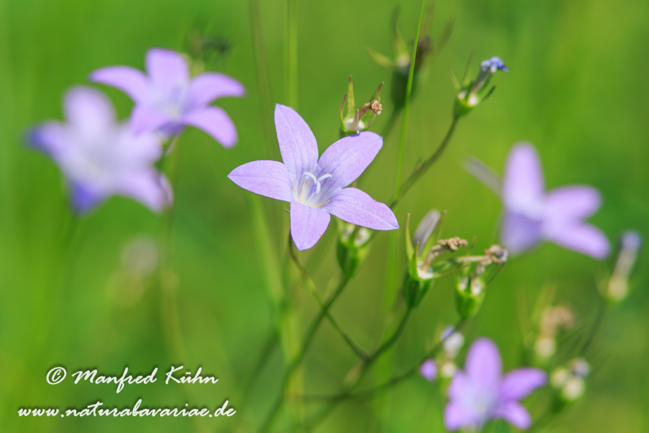 Glockenblume (Wiesen-)_0017