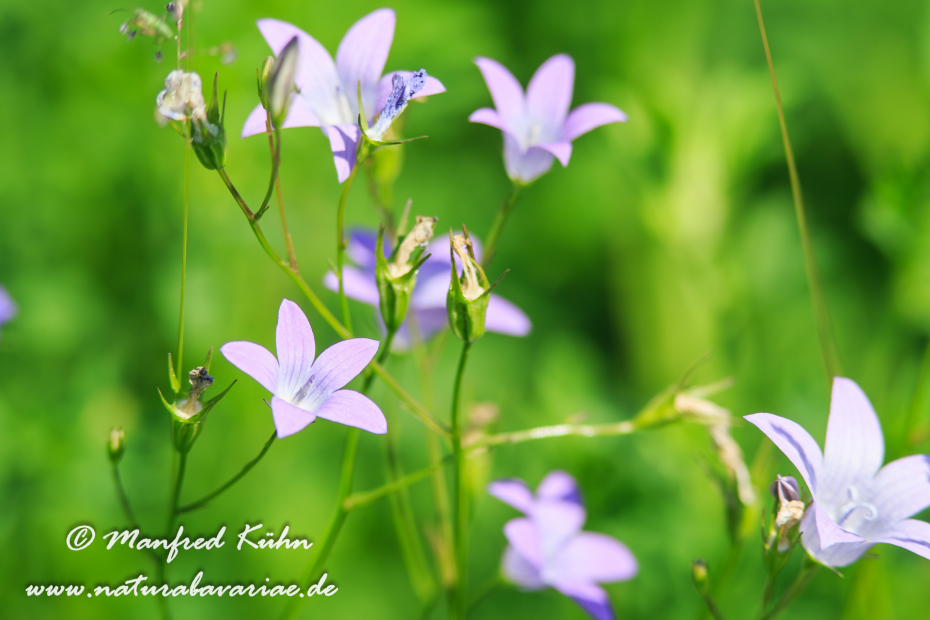 Glockenblume (Wiesen-)_0019