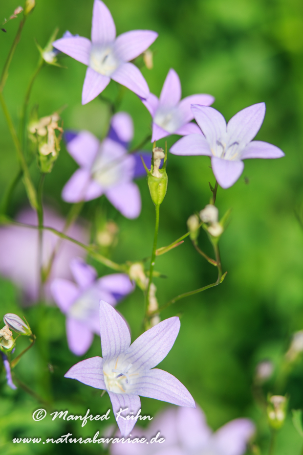 Glockenblume (Wiesen-)_0020