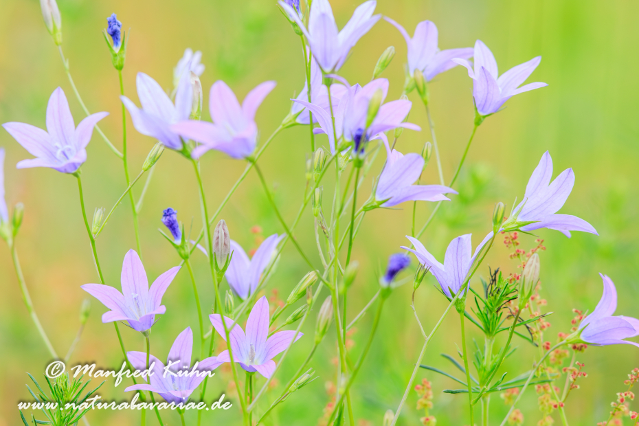 Glockenblume (Wiesen-)_0030