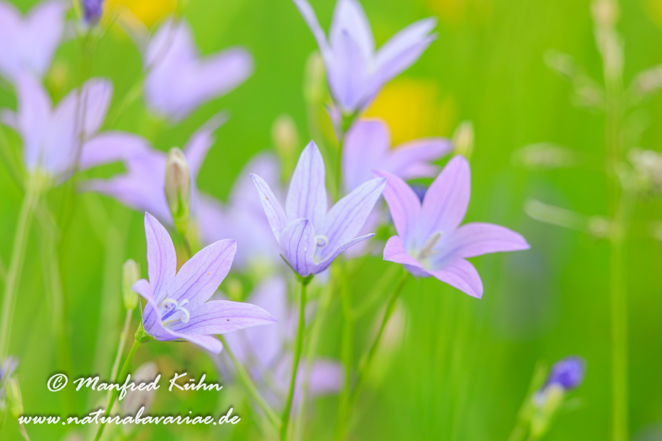 Glockenblume (Wiesen-)_0032