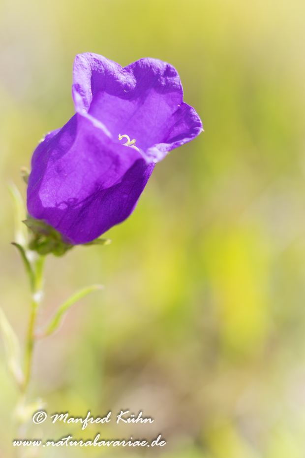 Glockenblume (Marien-)_0020