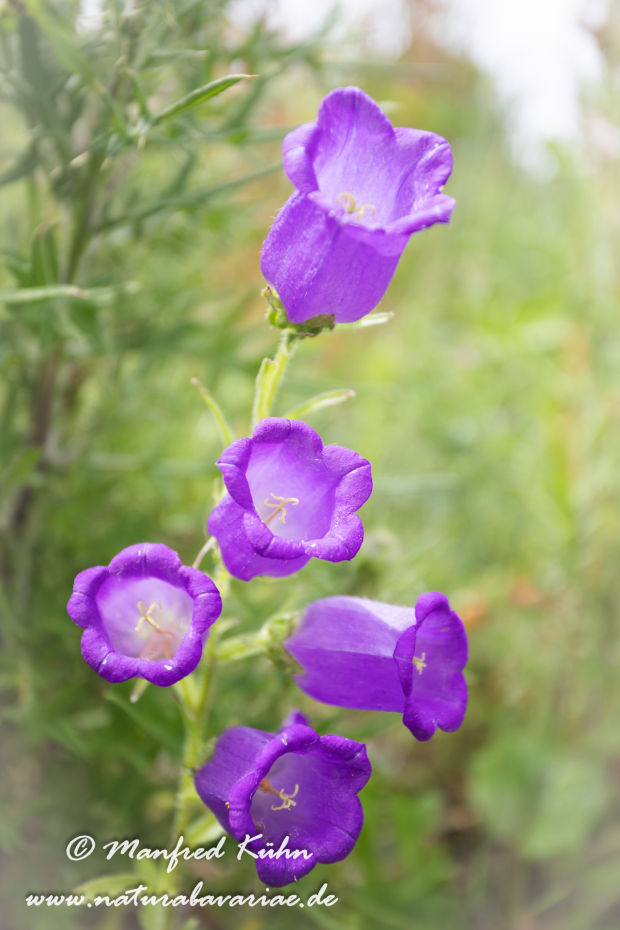 Glockenblume (Marien-)_0026