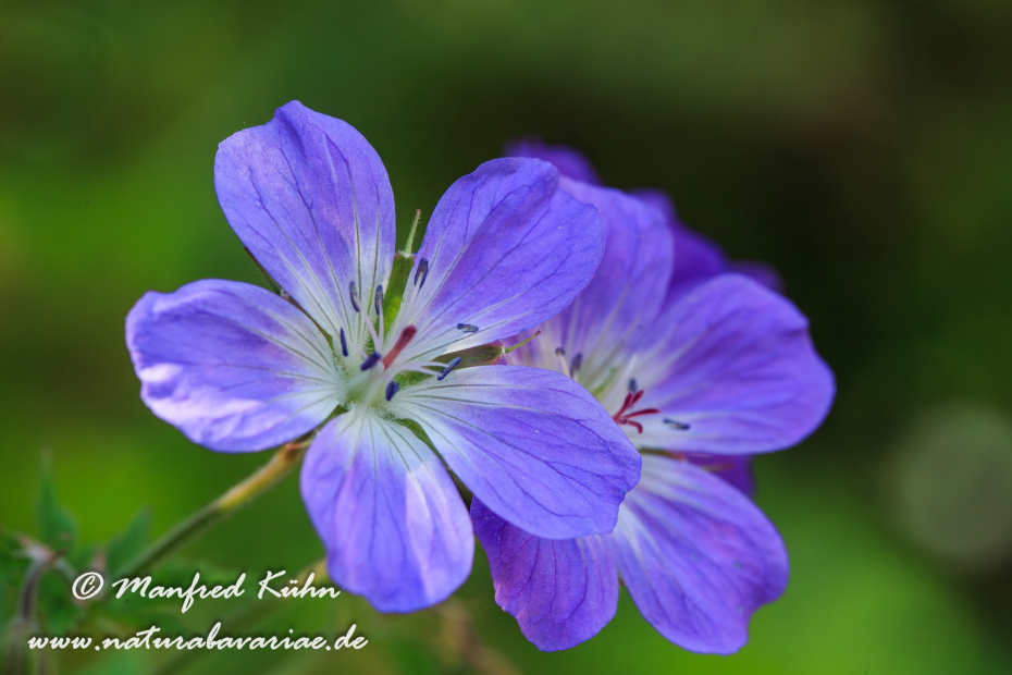 Storchschnabel (Wald-)_0005