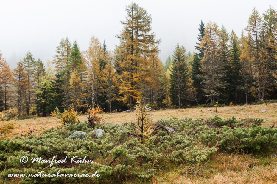 Wacholder (Alpen-)_0001