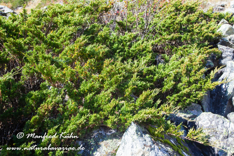 Wacholder (Alpen-)_0010