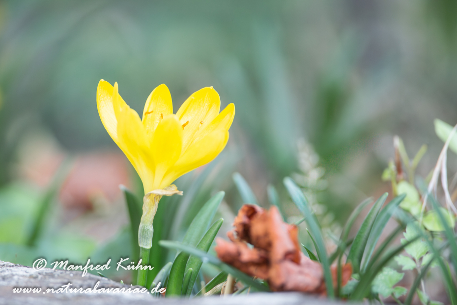 Herbst-Goldbecher ()_0001