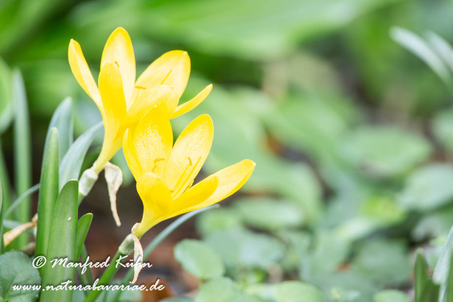 Herbst-Goldbecher ()_0002