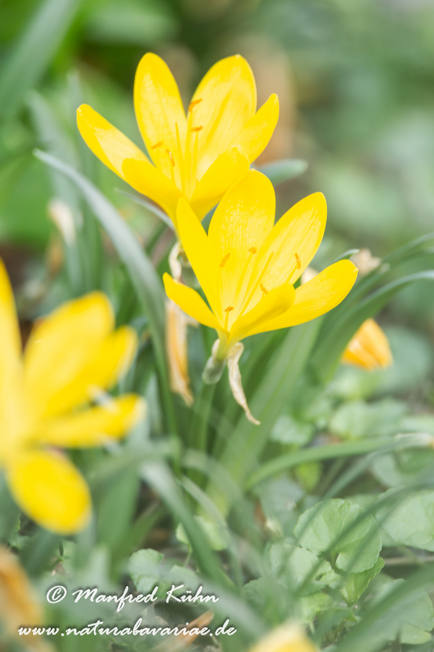 Herbst-Goldbecher ()_0004