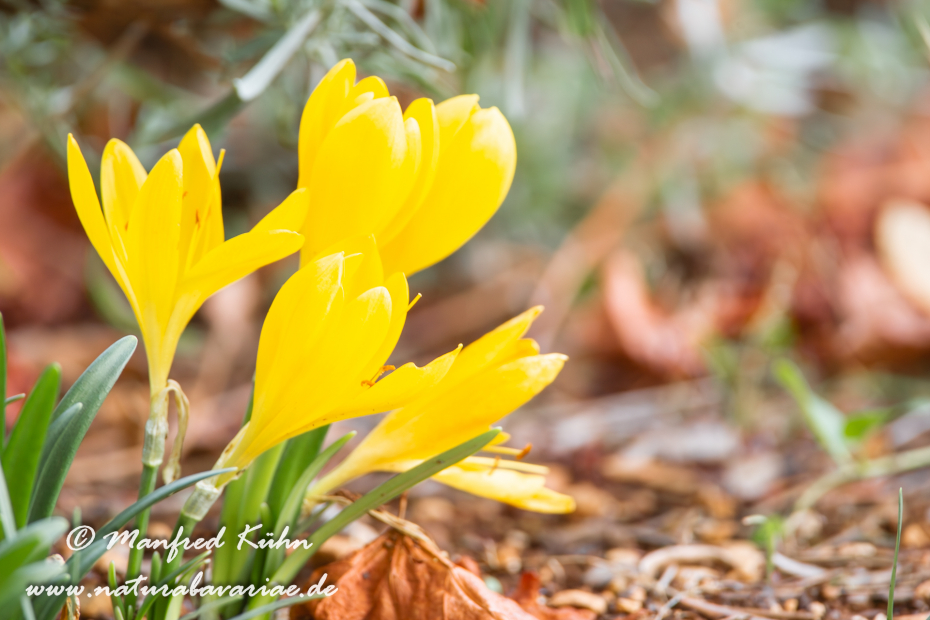 Herbst-Goldbecher ()_0005