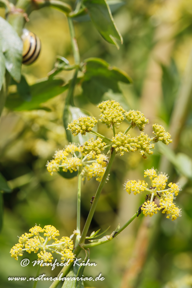 Liebstöckel ()_0001