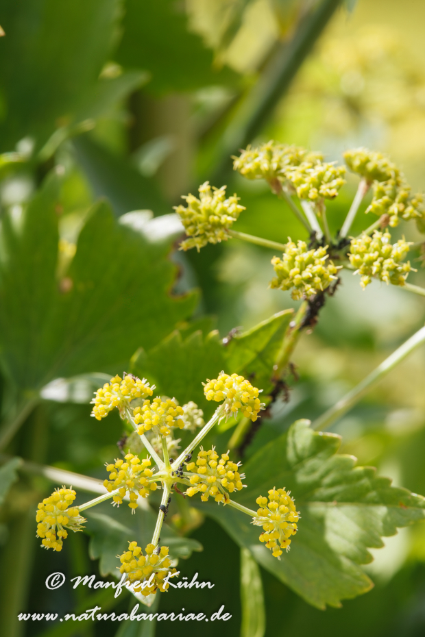 Liebstöckel ()_0002