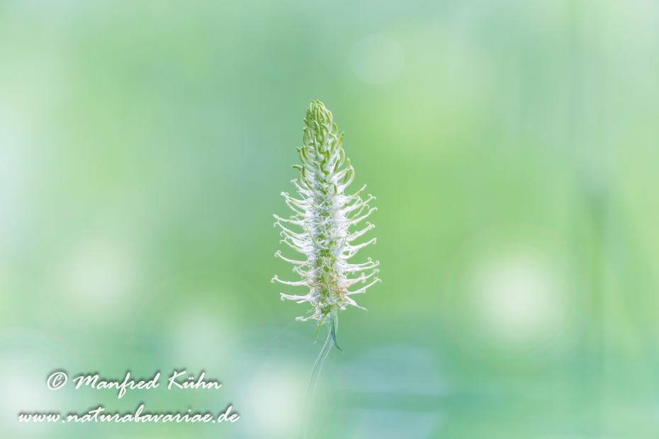 Teufelskralle (Ährige)_0001