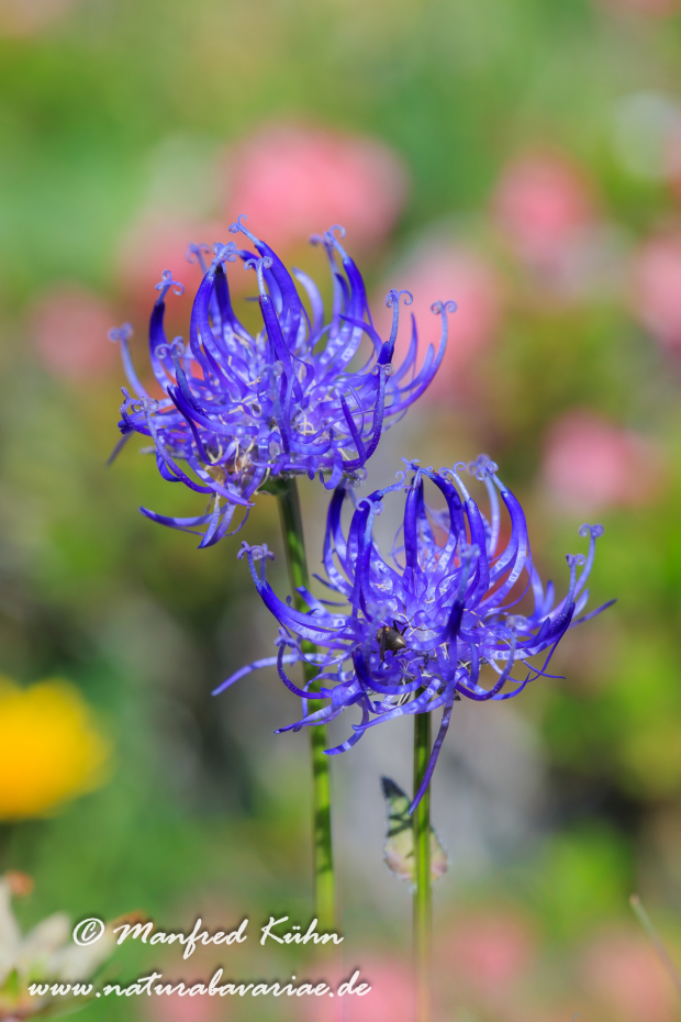 Teufelskralle (Kugelige)_0003