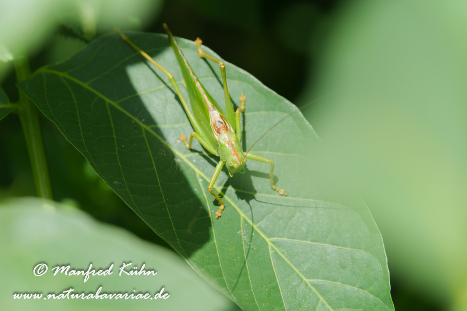 Heupferd (Grünes)_0047