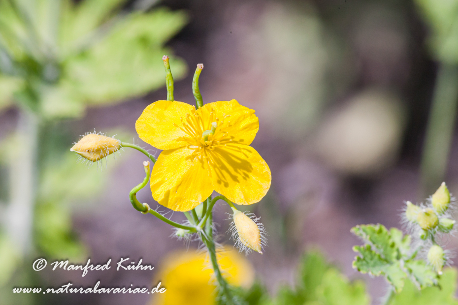 Schöllkraut ()_0001