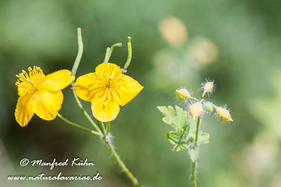 Schöllkraut ()_0002