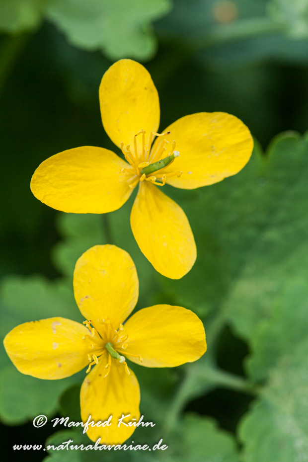 Schöllkraut ()_0004