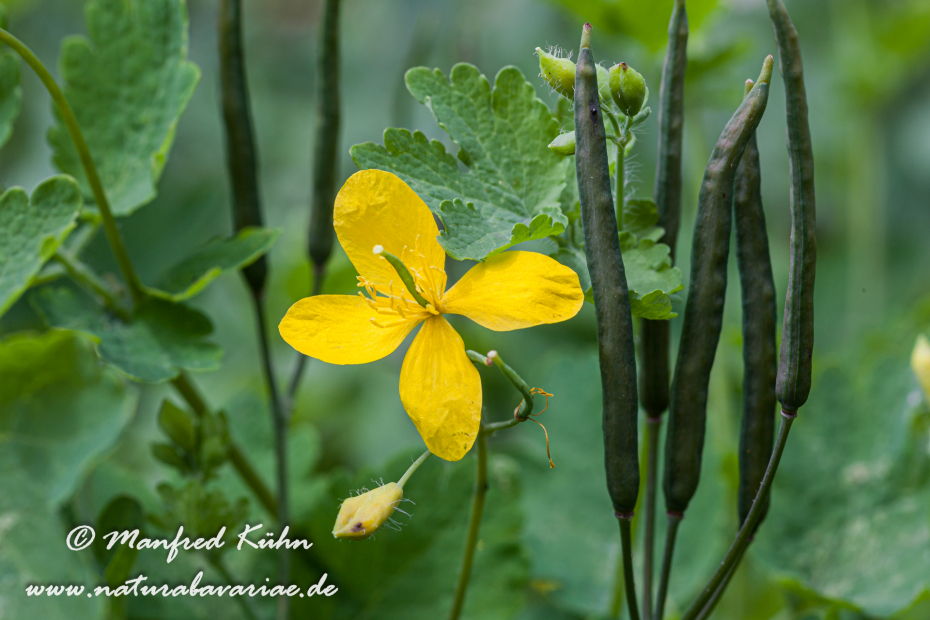 Schöllkraut ()_0006