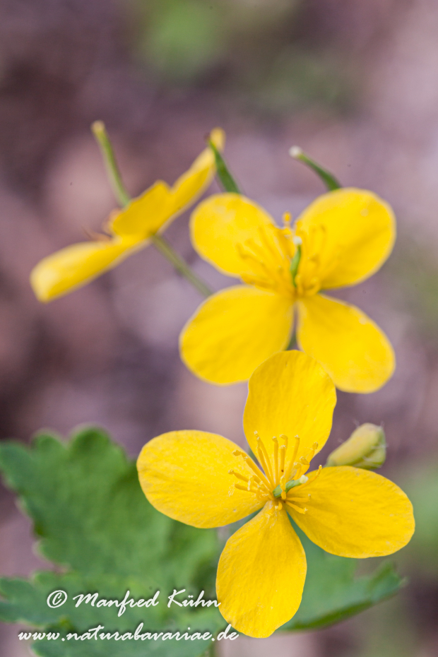 Schöllkraut ()_0007