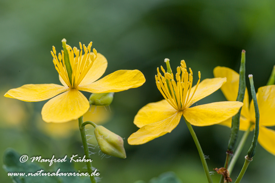 Schöllkraut ()_0008