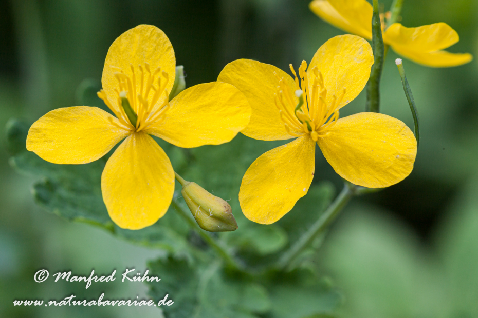 Schöllkraut ()_0009