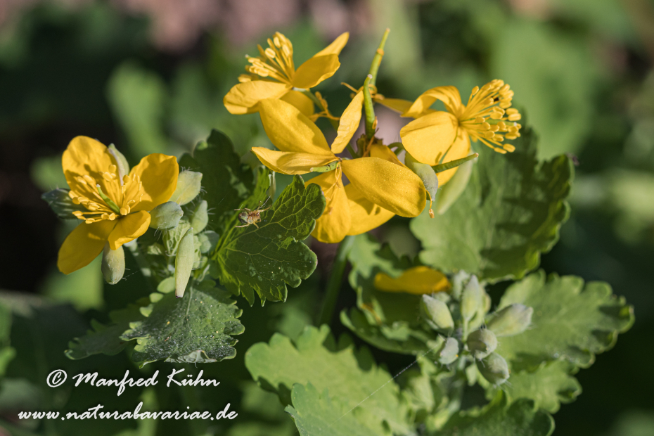 Schöllkraut ()_0011