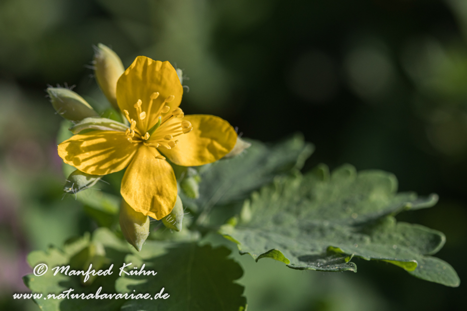 Schöllkraut ()_0012