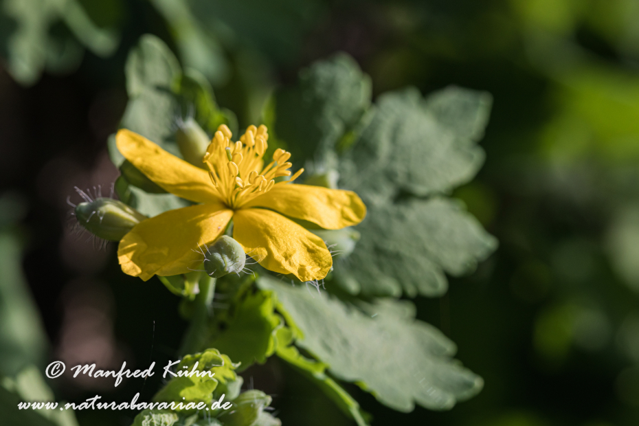 Schöllkraut ()_0015