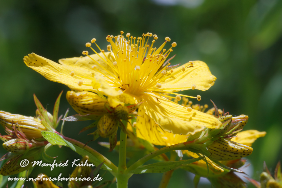 Johanniskraut (Echtes)_0004