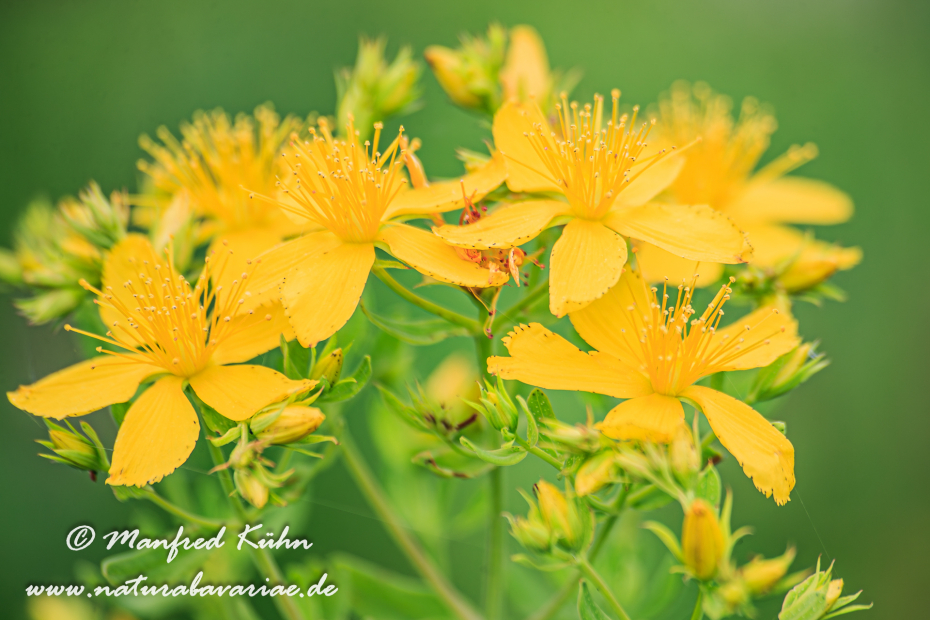 Johanniskraut (Echtes)_0006