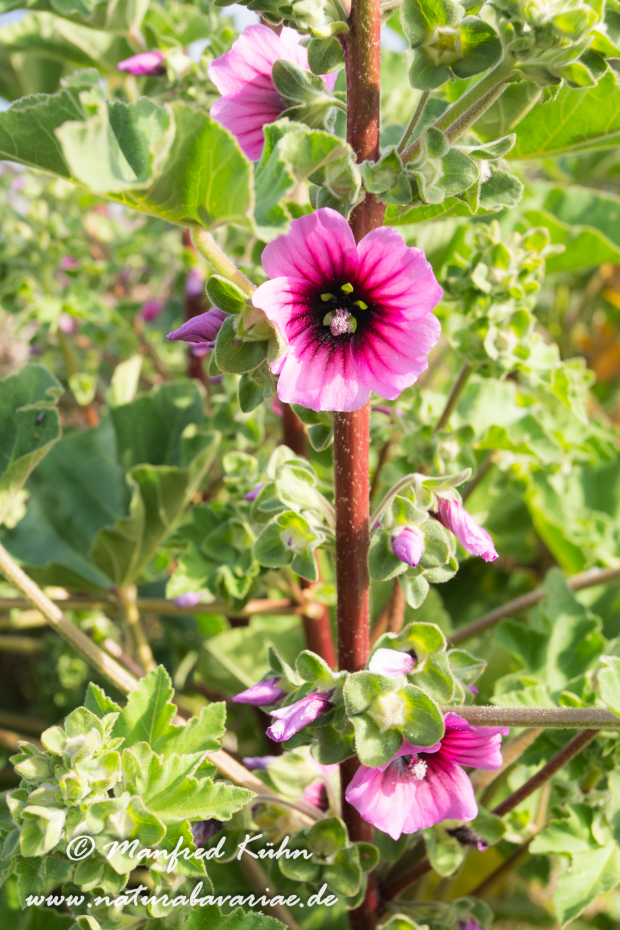 Strauchpappel (Baumförmige)_0004