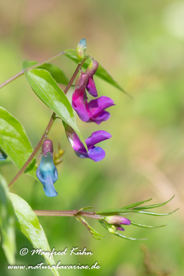 Platterbse (Frühlings-)_0005