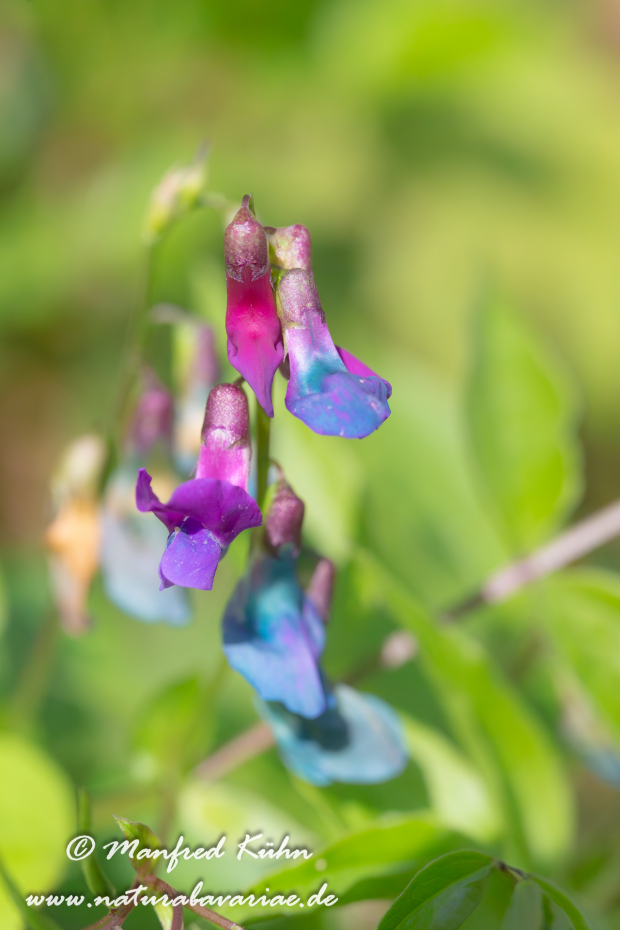 Platterbse (Frühlings-)_0006