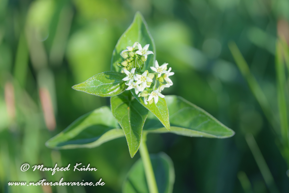 Schwalbenwurz (Weiße)_0006