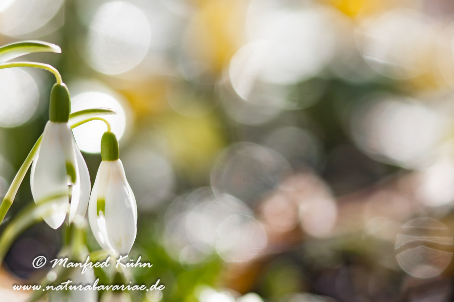 Schneeglöckchen (Galanthus)_0028