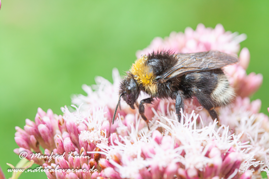 Kuckuckshummel (Böhmische)_0001