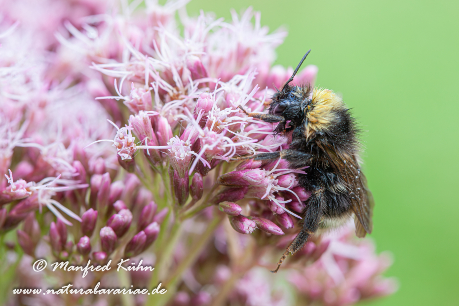 Kuckuckshummel (Böhmische)_0002