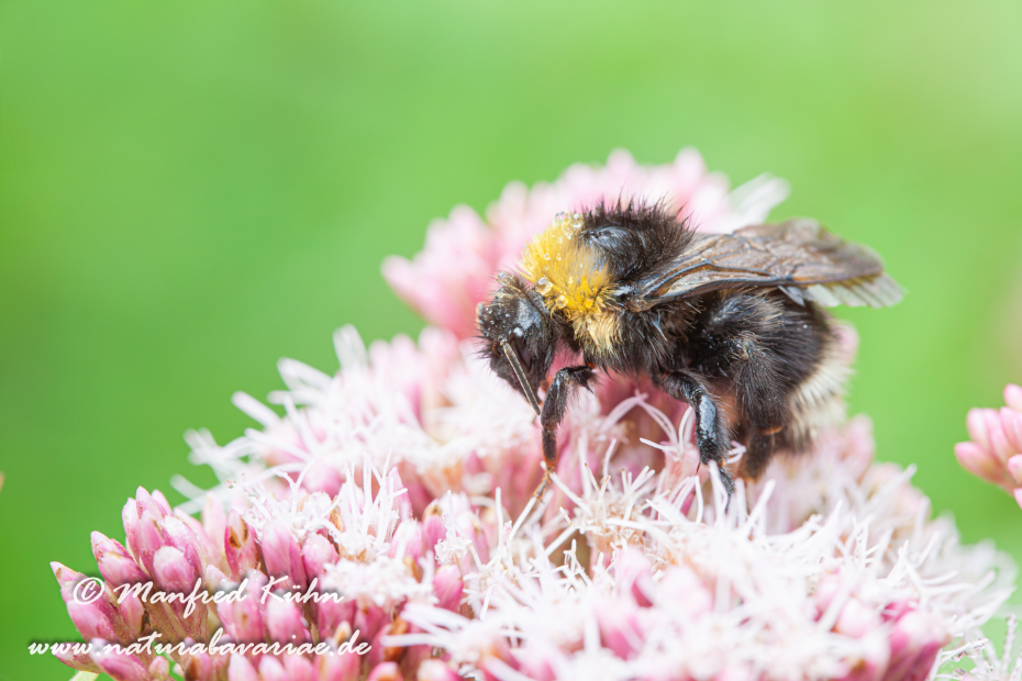 Kuckuckshummel (Böhmische)_0003