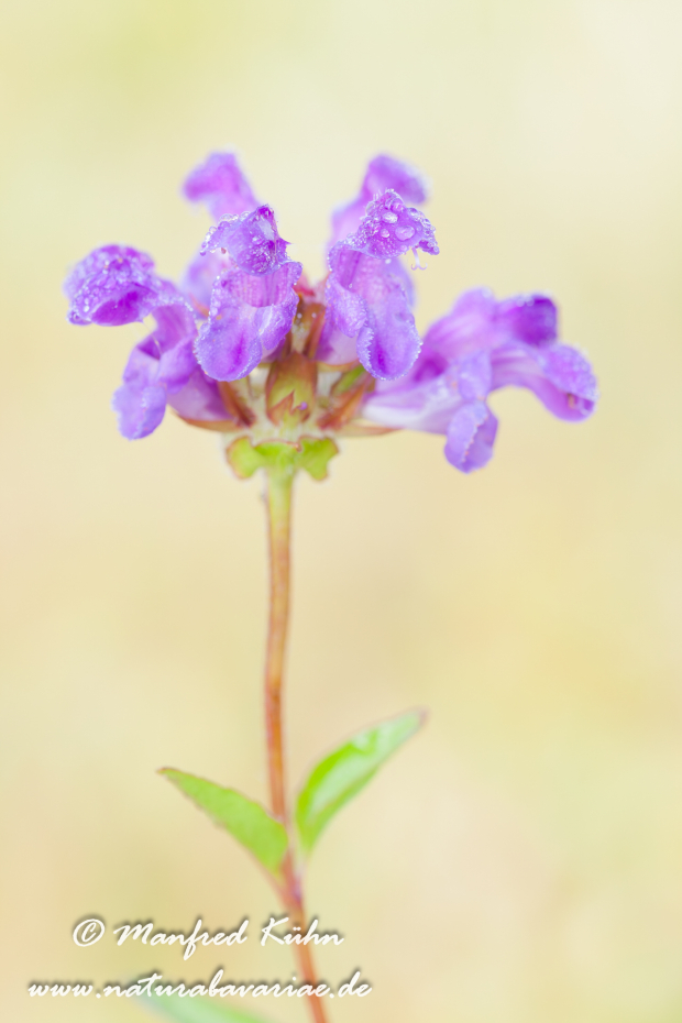 Braunelle (Großblütige)_0008